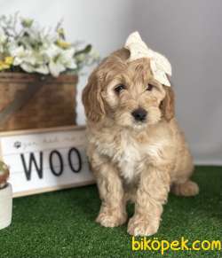 TÜRKİYEDE TEK GOLDENDOODLE BEBEKLER 3