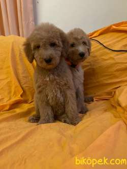 TÜRKİYEDE TEK GOLDENDOODLE YAVRULAR 1