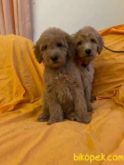 TÜRKİYEDE TEK GOLDENDOODLE YAVRULAR 2