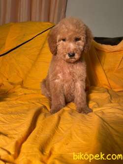 TÜRKİYEDE TEK GOLDENDOODLE YAVRULAR 3