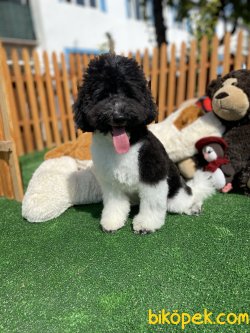 TÜRKİYEDE TEK HARLEQUİN POODLE 1