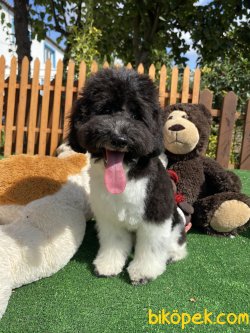 TÜRKİYEDE TEK HARLEQUİN POODLE 3