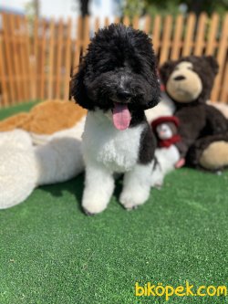 TÜRKİYEDE TEK HARLEQUİN POODLE 2