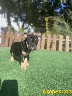 Turkiyede Tek Ingiliz Bulldog Yavrular 3
