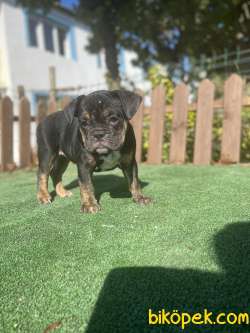 Turkiyede Tek Ingiliz Bulldog Yavrular 1