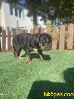 Turkiyede Tek Ingiliz Bulldog Yavrular 2