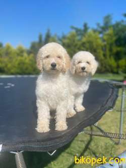 Türkiyede Tek Labradoodle Bebekler 3