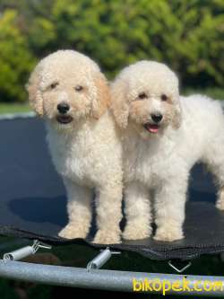 Türkiyede Tek Labradoodle Bebekler 1