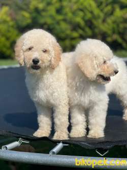 Türkiyede Tek Labradoodle Bebekler 2