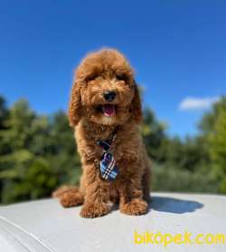 Türkiyede Tek Labradoodle Bebekler 3