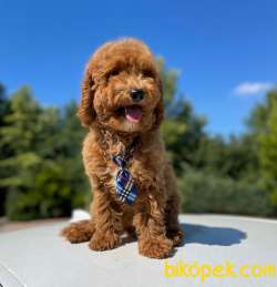 Türkiyede Tek Labradoodle Bebekler 2