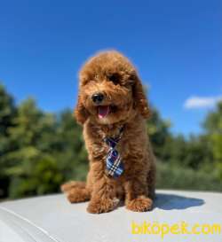Türkiyede Tek Labradoodle Bebekler 1