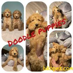 TÜRKİYEDE TEK LABRADOODLE VE DEV POODLE  YAVRULAR 1