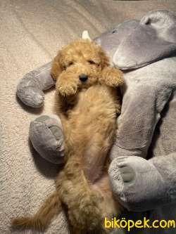 TÜRKİYEDE TEK LABRADOODLE YAVRULAR 3