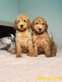 TÜRKİYEDE TEK LABRADOODLE YAVRULAR 2