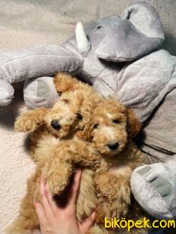 TÜRKİYEDE TEK LABRADOODLE YAVRULAR 1