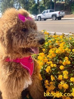 Türkiyede Tek Labradoodle Yavruları 3