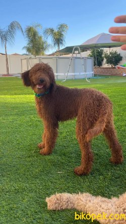 Türkiyede Tek Labradoodle Yavruları 2