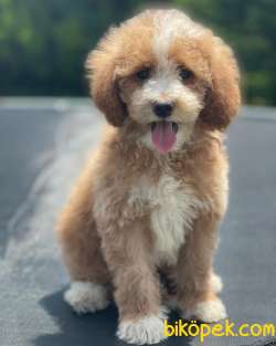Turkiyede Tek Labradoodle Yavrularımız 3