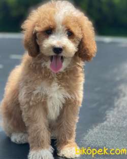 Turkiyede Tek Labradoodle Yavrularımız 2