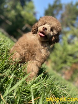 TÜRKİYEDE TEK LİLAC POODLE BEBEĞİMİZ 3