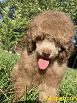 TÜRKİYEDE TEK LİLAC POODLE BEBEĞİMİZ 4