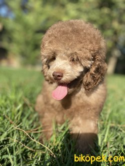 TÜRKİYEDE TEK LİLAC POODLE BEBEĞİMİZ 2