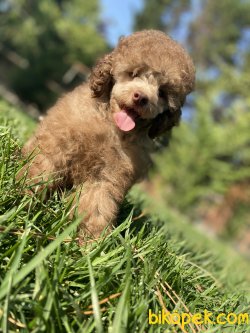 TÜRKİYEDE TEK LİLAC POODLE BEBEĞİMİZ 1