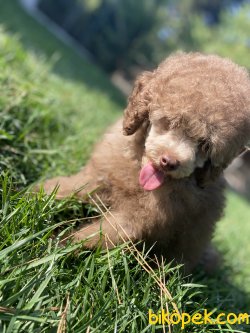 TÜRKİYEDE TEK LİLAC POODLE BEBEĞİMİZ 3