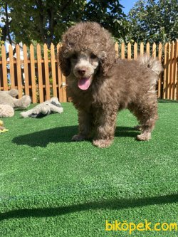 TÜRKİYEDE TEK LİLAC POODLE BEBEĞİMİZ WC EĞİTİMLİ 2