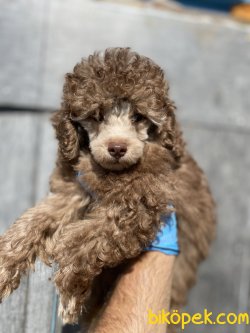 TÜRKİYEDE TEK NADİR BULUNAN RENK LİLAC TOY POODLE 3