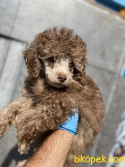 TÜRKİYEDE TEK NADİR BULUNAN RENK LİLAC TOY POODLE 2