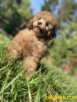 TÜRKİYEDE TEK NADİR RENK LİLAC TOY POODLE 3