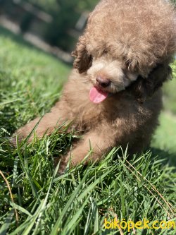 TÜRKİYEDE TEK NADİR RENK LİLAC TOY POODLE 2