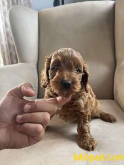 Türkiyede Tek Orjinal Red Maltipoo 3