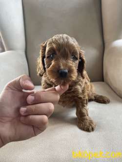 Türkiyede Tek Orjinal Red Maltipoo 1