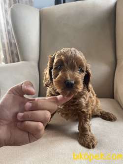 Türkiyede Tek Orjinal Red Maltipoo 2