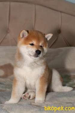 Turkiyede Tek Shiba Inu Yavrularimiz 3