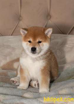 Turkiyede Tek Shiba Inu Yavrularimiz 1