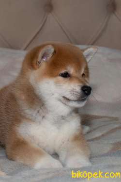 Turkiyede Tek Shiba Inu Yavrularimiz 2