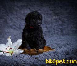 TÜRKİYEDE TEK STANDART POODLE YAVRULARIMIZ 2