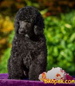 TÜRKİYEDE TEK STANDART POODLE YAVRULARIMIZ 3