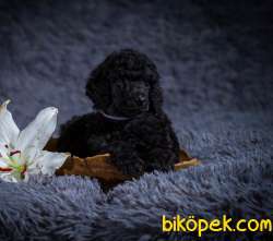 TÜRKİYEDE TEK STANDART POODLE YAVRULARIMIZ 4