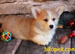 Turkiyede Tek Welsh Corgi Bebekler 2