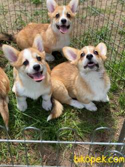 TÜRKİYEDE TEK WELSH CORGİ YAVRULAR 3