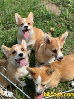TÜRKİYEDE TEK WELSH CORGİ YAVRULAR 1