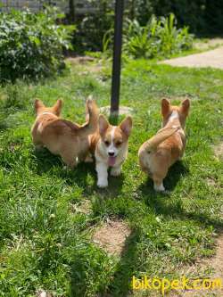 TÜRKİYEDE TEK WELSH CORGİ YAVRULAR 2