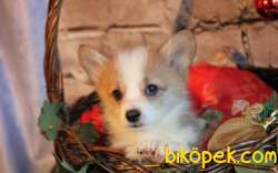Turkiyede Tek Welsh Corgi Yavrular 2