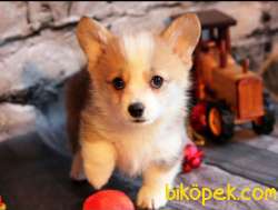 Turkiyede Tek Welsh Corgi Yavrular 1