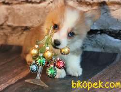 Turkiyede Tek Welsh Corgi Yavrular 3